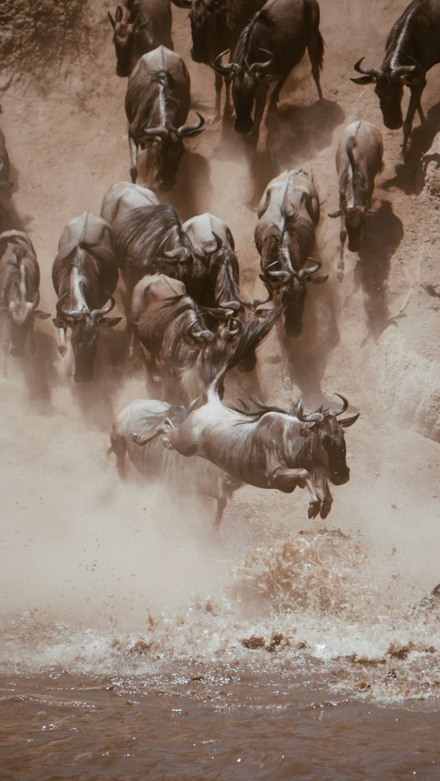 Kenya Migration Explorer: Maasai Mara River Crossings